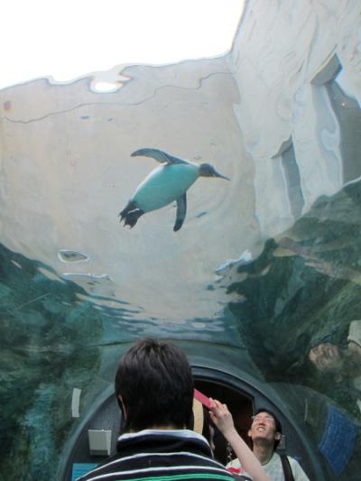 北海道でフランス料理＆旭山動物園の空飛ぶペンギン