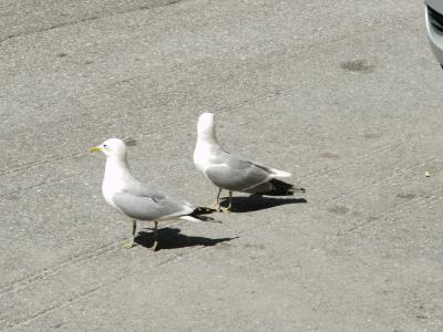北欧1人旅(*・ω・*)～ヘルシンキ（かもめ食堂）～
