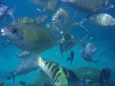 2011、沖縄旅行、２日目　古座間味ビーチでシュノーケリング