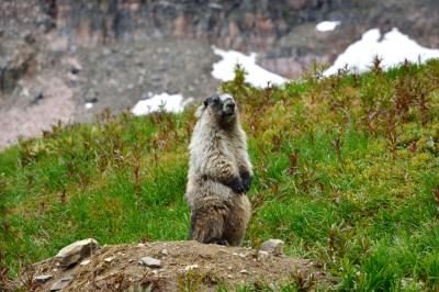 カナディアン・ロッキー 大自然満喫の旅（３）～雨にも負けず、ボウ・レイクからヘレン・レイクへハイキング（マーモットに出会えて喜んだのもつかの間、クマが出てとっとと退却～～）