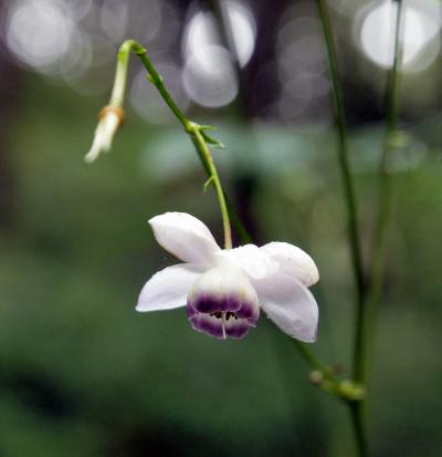 栃木県　花乃江の郷　れんげしょうま編