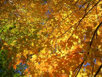 オンタリオ州 パリーサウンド(Parry Sound)の秋