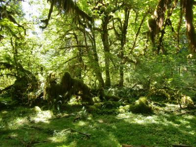 2011夏 シアトルと周辺の国立公園を訪問03：オリンピック国立公園 温帯雨林を散策