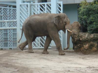 大人も楽しめる動物園