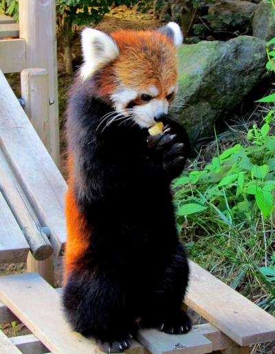 初秋のレッサーパンダ紀行【４】　浜松市動物園　チイタ君と再会