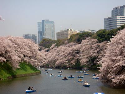 都内桜めぐり