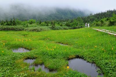 高山植物咲く夏の白馬へ【２】～高山の花咲き競う栂池自然園～