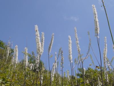 初秋の伊吹山のサラシナショウマ、ついでに鹿カレー