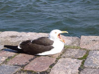 フィンランド・エストニア　４泊６日　その①　ヘルシンキにて