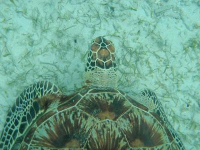 2011 沖縄②夕方は、あのお方に再び会うため阿真ビーチへ