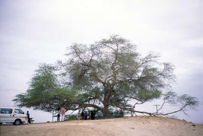 バーレン(Bahrain)早歩き