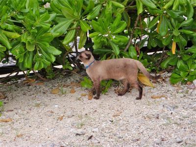 ココナッツ・アイランド　サムイ島（３）／体験ダイビング