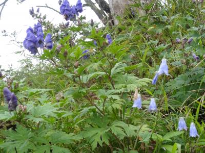 再び剣山の草花との出会いを求めて