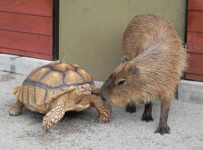 お久しぶりぃ～、みんな元気だった？*＾＾*～秋吉台サファリランドの仲間たち～