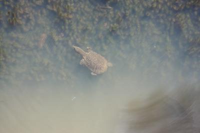 [2011年09月] 沖縄、ゆっくりビーチリゾートのつもりでもレンタカーがあると欲張りしてしまいます