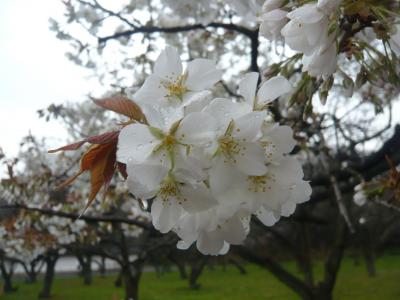 春の京都☆