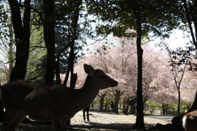 20110418東大寺と奈良公園