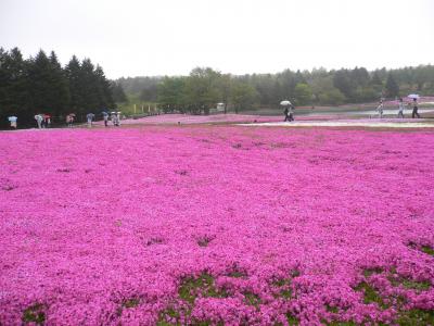 富士芝桜まつり　　東急ハーヴェストクラブVIALA箱根翡翠