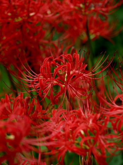 【花】巾着田 曼珠沙華公園