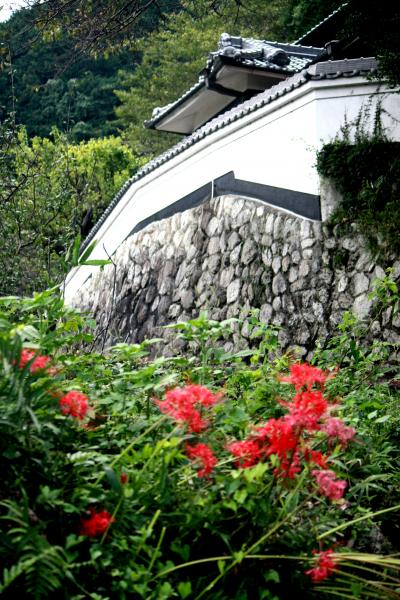 曼珠沙華を求めて?（九品寺）