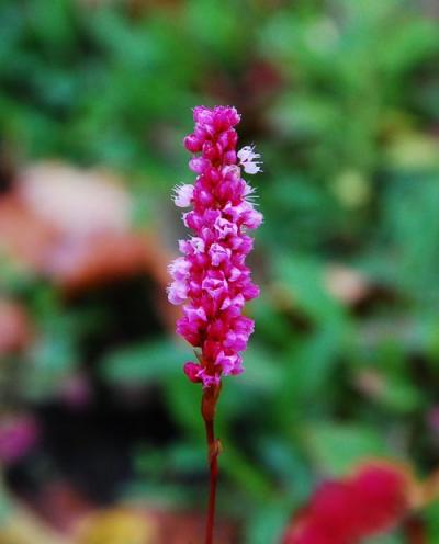 ブタペスト市内観光　　⑥