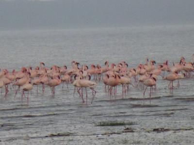 ケニア（マサイマラ・ナクル湖・ナイバシャ湖）＋ドバイの旅（その２）