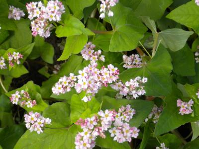 赤い蕎麦の花畑へ