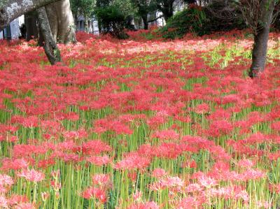 赤い絨毯を敷き詰めたような彼岸花群生地・川東公園