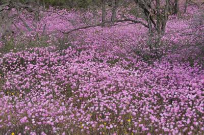 2011★花いっぱいワイルドフラワーの旅　再訪③