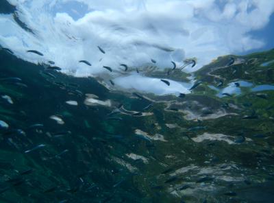 レンギース、ベルジャヤ、ティオマン、Ｂｅｒｊａｙａ　Ｔｉｏｍａｎ　Ｐｕｌａｕ　Ｒｅｎｇｉｓ♪　Ｗｈｉｔｅ　ｃｌｏｕｄｓ，ｂｌｕｅ　ｓｋｙ　ａｎｄ　ｃｒｙｓｔａｌ　ｃｌｅａｒ　ｗａｔｅｒ　ｔｏ　ｃｒｅａｔｅ　ｃｒｅａｍ　ｓｏｄａ　ｃｏｌｏｕｒｅｄ　ｆｉｓｈ♪