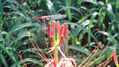 2011年　9月　秋の気配に溢れて～曼珠沙華、赤とんぼ、羽黒とんぼ～巾着田