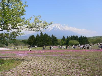 日帰り　富士芝桜まつり　２０１１年　