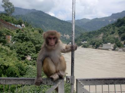 北インドの旅（10）　５日目　シリケシ散策