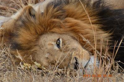 南部アフリカ3カ国周遊旅行⑤～クルーガー私営動物保護区編～