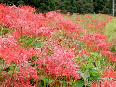 兵庫秋の花めぐり②　多可町彼岸花の里