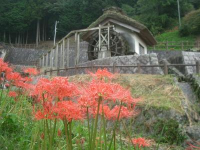 仏隆寺に彼岸花を拝みに。豪華なお花です。