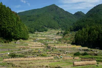 四谷の千枚田