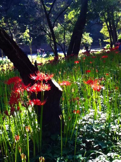 山登り 日和田山&巾着田
