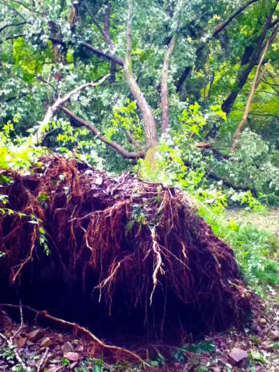 山登り 高尾山&ビアマウンテン 台風直撃の2日後の倒木