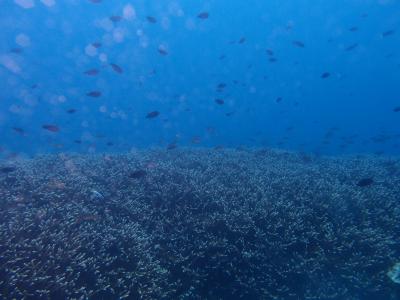 鹿児島　ダイビング、指宿砂蒸し風呂旅行