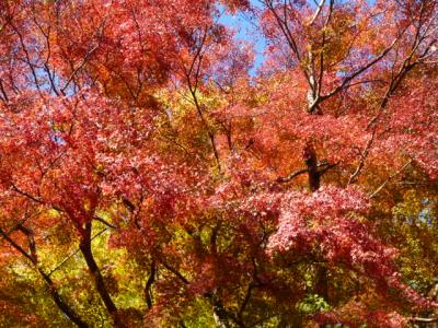 2010晩秋・ミシュランおすすめの高尾山へ