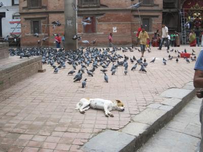 ネパール旅行記①　～カトマンズ散策～