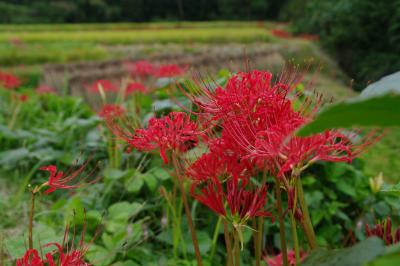 かながわの花の名所100選～里山の原風景が残る日向薬師の彼岸花（曼珠沙華）～