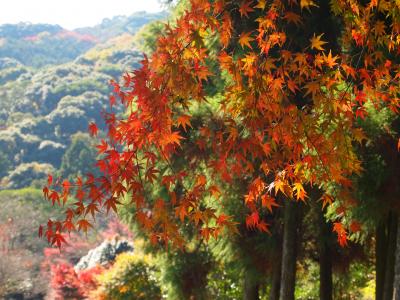 東九州国東・高千穂紅葉めぐり【１】～国東六郷満山縦断編～