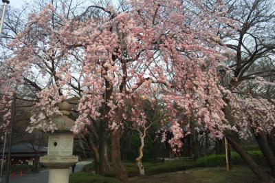 立ち寄った芝増上寺の桜は満開