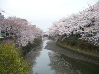 大岡川の桜を見に行きました