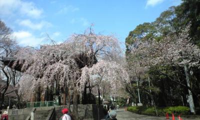 増上寺の桜（2010年3月編）