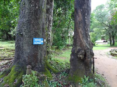 ワットプーTips 　週末旅行　世界遺産を巡る旅　ラオス　ワットプーを観に。 番外編 　象の岩、蛇の岩、鰐の岩への行く道