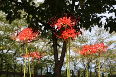 桜の名所平野神社の彼岸花と紫式部祭