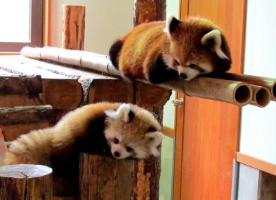 秋のレッサーパンダ紀行【１】　茶臼山動物園　赤ちゃんレッサーパンダ公開開始！！